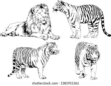 vector drawings sketches different predator , tigers lions cheetahs and leopards are drawn in ink by hand , objects with no background