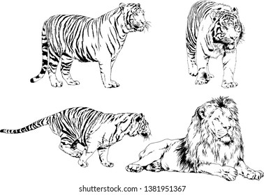 vector drawings sketches different predator , tigers lions cheetahs and leopards are drawn in ink by hand , objects with no background