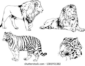 vector drawings sketches different predator , tigers lions cheetahs and leopards are drawn in ink by hand , objects with no background