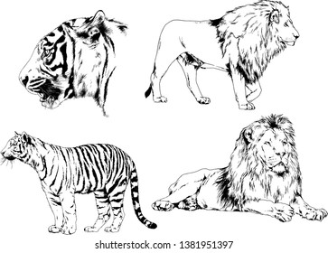 vector drawings sketches different predator , tigers lions cheetahs and leopards are drawn in ink by hand , objects with no background