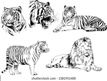 vector drawings sketches different predator , tigers lions cheetahs and leopards are drawn in ink by hand , objects with no background