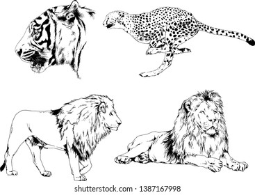 vector drawings sketches different predator , tigers lions cheetahs and leopards are drawn in ink by hand , objects with no background