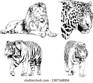 vector drawings sketches different predator , tigers lions cheetahs and leopards are drawn in ink by hand , objects with no background
