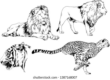vector drawings sketches different predator , tigers lions cheetahs and leopards are drawn in ink by hand , objects with no background