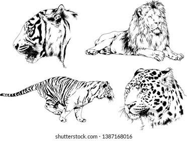 vector drawings sketches different predator , tigers lions cheetahs and leopards are drawn in ink by hand , objects with no background