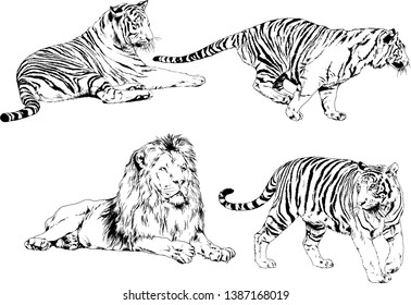 vector drawings sketches different predator , tigers lions cheetahs and leopards are drawn in ink by hand , objects with no background