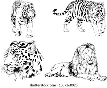 vector drawings sketches different predator , tigers lions cheetahs and leopards are drawn in ink by hand , objects with no background