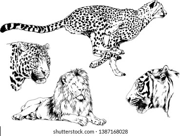 vector drawings sketches different predator , tigers lions cheetahs and leopards are drawn in ink by hand , objects with no background