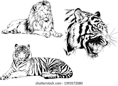 vector drawings sketches different predator , tigers lions cheetahs and leopards are drawn in ink by hand , objects with no background