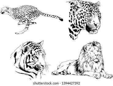 vector drawings sketches different predator , tigers lions cheetahs and leopards are drawn in ink by hand , objects with no background