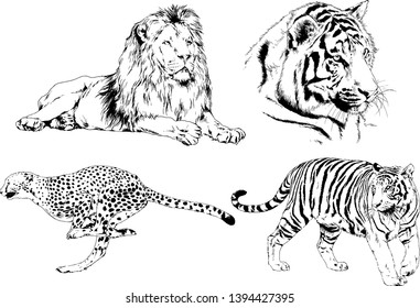 vector drawings sketches different predator , tigers lions cheetahs and leopards are drawn in ink by hand , objects with no background