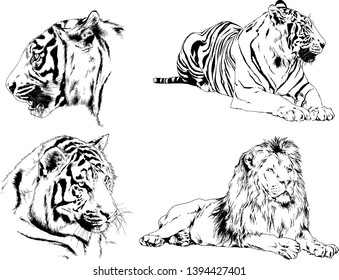 vector drawings sketches different predator , tigers lions cheetahs and leopards are drawn in ink by hand , objects with no background