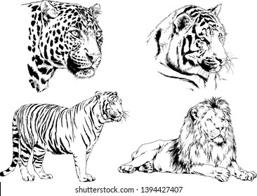 vector drawings sketches different predator , tigers lions cheetahs and leopards are drawn in ink by hand , objects with no background