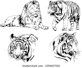vector drawings sketches different predator , tigers lions cheetahs and leopards are drawn in ink by hand , objects with no background