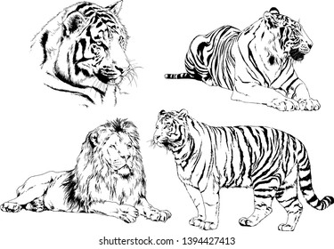 vector drawings sketches different predator , tigers lions cheetahs and leopards are drawn in ink by hand , objects with no background
