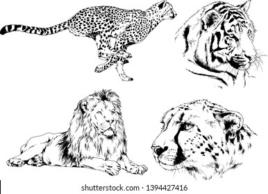 vector drawings sketches different predator , tigers lions cheetahs and leopards are drawn in ink by hand , objects with no background