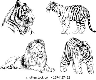 vector drawings sketches different predator , tigers lions cheetahs and leopards are drawn in ink by hand , objects with no background