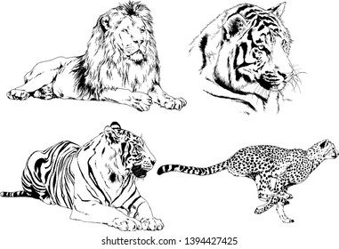 vector drawings sketches different predator , tigers lions cheetahs and leopards are drawn in ink by hand , objects with no background