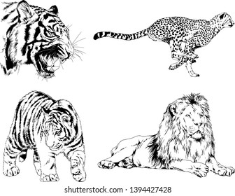 vector drawings sketches different predator , tigers lions cheetahs and leopards are drawn in ink by hand , objects with no background