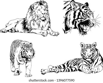 vector drawings sketches different predator , tigers lions cheetahs and leopards are drawn in ink by hand , objects with no background