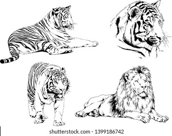 vector drawings sketches different predator , tigers lions cheetahs and leopards are drawn in ink by hand , objects with no background