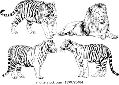 vector drawings sketches different predator , tigers lions cheetahs and leopards are drawn in ink by hand , objects with no background