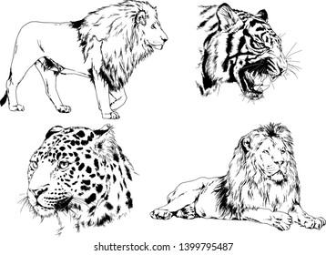 vector drawings sketches different predator , tigers lions cheetahs and leopards are drawn in ink by hand , objects with no background