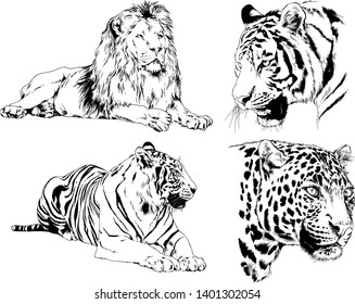 vector drawings sketches different predator , tigers lions cheetahs and leopards are drawn in ink by hand , objects with no background