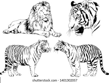 vector drawings sketches different predator , tigers lions cheetahs and leopards are drawn in ink by hand , objects with no background