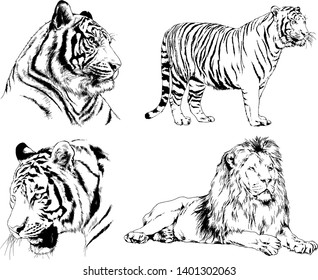 vector drawings sketches different predator , tigers lions cheetahs and leopards are drawn in ink by hand , objects with no background