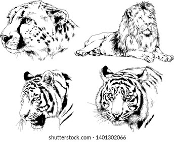 vector drawings sketches different predator , tigers lions cheetahs and leopards are drawn in ink by hand , objects with no background