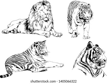 vector drawings sketches different predator , tigers lions cheetahs and leopards are drawn in ink by hand , objects with no background