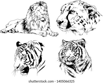 vector drawings sketches different predator , tigers lions cheetahs and leopards are drawn in ink by hand , objects with no background