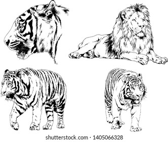 vector drawings sketches different predator , tigers lions cheetahs and leopards are drawn in ink by hand , objects with no background