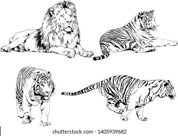vector drawings sketches different predator , tigers lions cheetahs and leopards are drawn in ink by hand , objects with no background