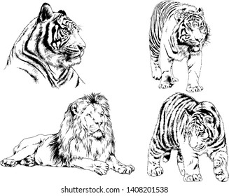 vector drawings sketches different predator , tigers lions cheetahs and leopards are drawn in ink by hand , objects with no background