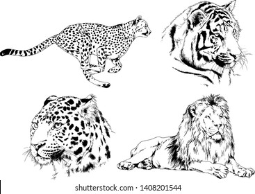 vector drawings sketches different predator , tigers lions cheetahs and leopards are drawn in ink by hand , objects with no background