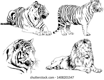 vector drawings sketches different predator , tigers lions cheetahs and leopards are drawn in ink by hand , objects with no background