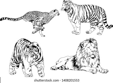 vector drawings sketches different predator , tigers lions cheetahs and leopards are drawn in ink by hand , objects with no background