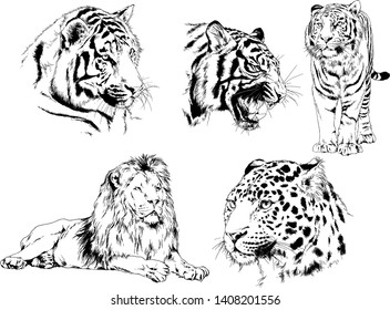 vector drawings sketches different predator , tigers lions cheetahs and leopards are drawn in ink by hand , objects with no background