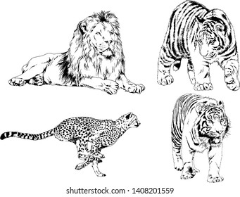 vector drawings sketches different predator , tigers lions cheetahs and leopards are drawn in ink by hand , objects with no background