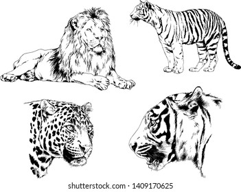 vector drawings sketches different predator , tigers lions cheetahs and leopards are drawn in ink by hand , objects with no background