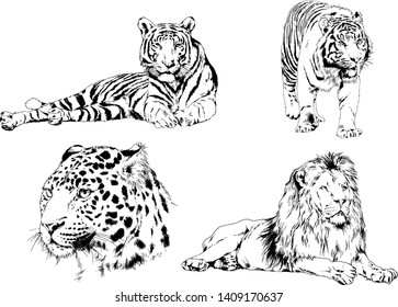 vector drawings sketches different predator , tigers lions cheetahs and leopards are drawn in ink by hand , objects with no background