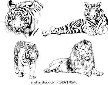 vector drawings sketches different predator , tigers lions cheetahs and leopards are drawn in ink by hand , objects with no background