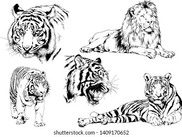 vector drawings sketches different predator , tigers lions cheetahs and leopards are drawn in ink by hand , objects with no background