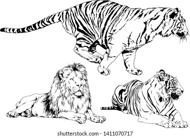 vector drawings sketches different predator , tigers lions cheetahs and leopards are drawn in ink by hand , objects with no background