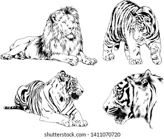 vector drawings sketches different predator , tigers lions cheetahs and leopards are drawn in ink by hand , objects with no background
