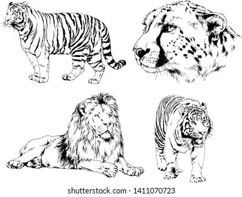 vector drawings sketches different predator , tigers lions cheetahs and leopards are drawn in ink by hand , objects with no background