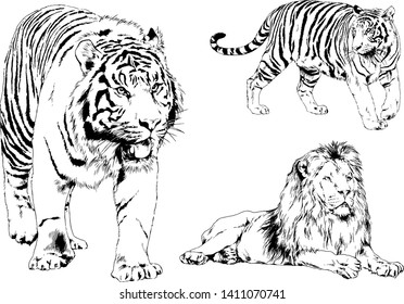 vector drawings sketches different predator , tigers lions cheetahs and leopards are drawn in ink by hand , objects with no background