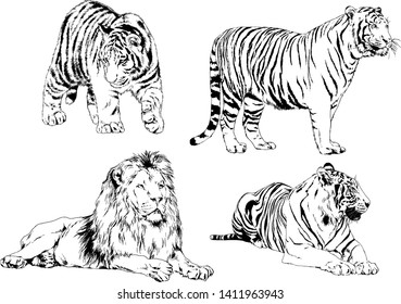 vector drawings sketches different predator , tigers lions cheetahs and leopards are drawn in ink by hand , objects with no background